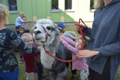 Spotkanie z alpakami