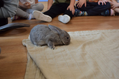 Światowy dzień królika